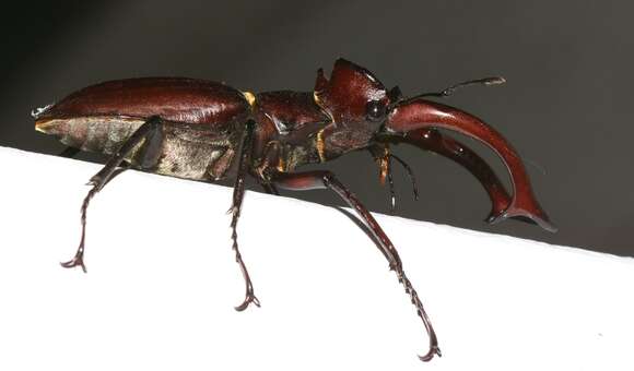 Lucanus elaphus Fabricius 1775的圖片