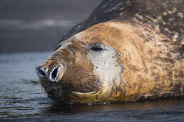 Image of South Atlantic Elephant-seal