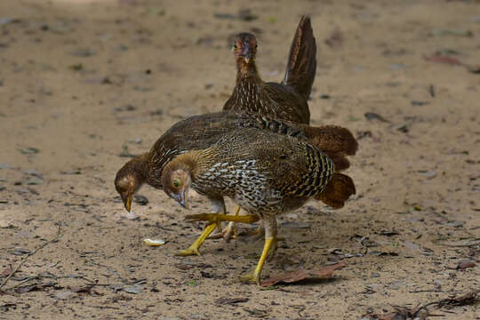Image of Ceylon Junglefowl