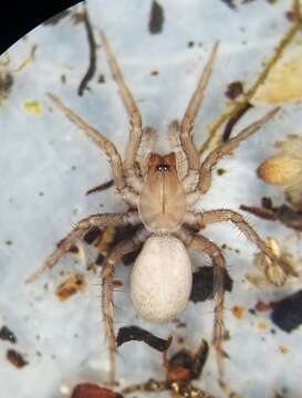 Image of dwarf sheet spiders