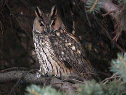 Image of Long-eared Owl