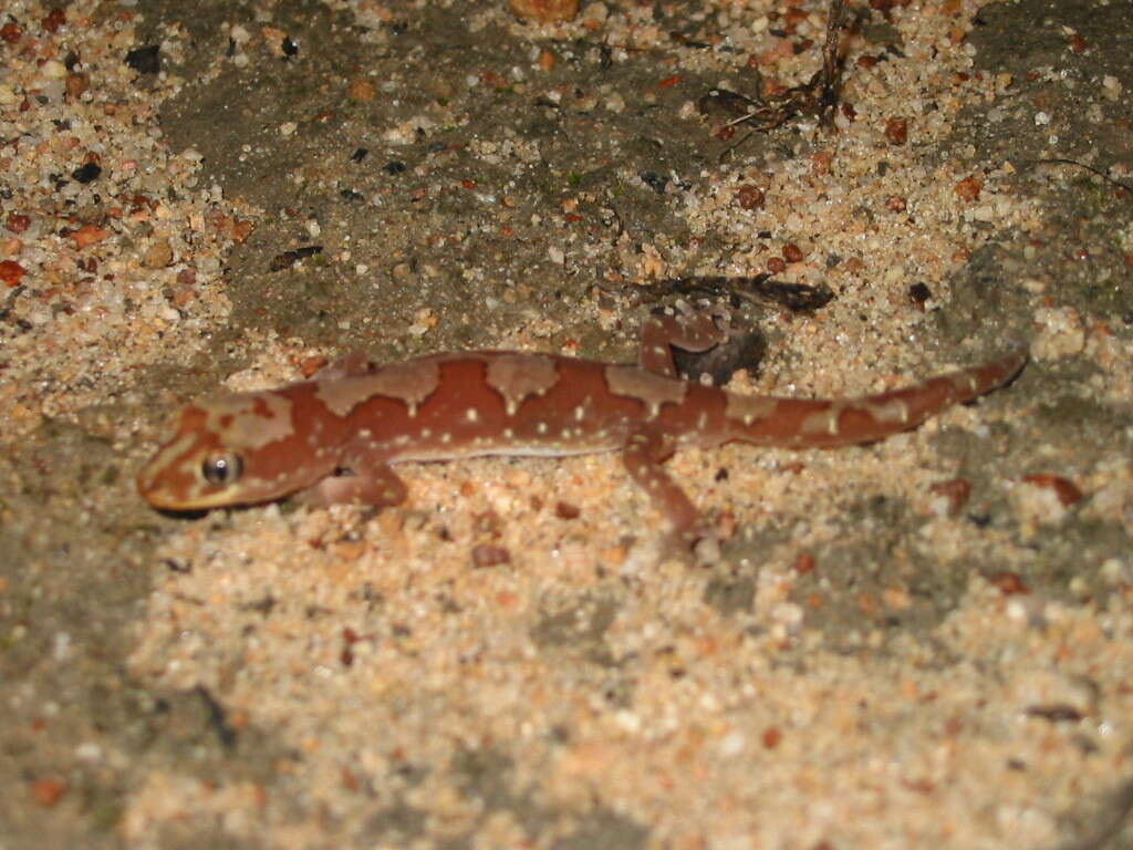 Image of Box-patterned Gecko