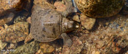 Image of Northern Chinese softshell turtle