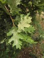 Image of Dalechamp's Oak