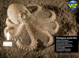 Image of Octopus australis Hoyle 1885