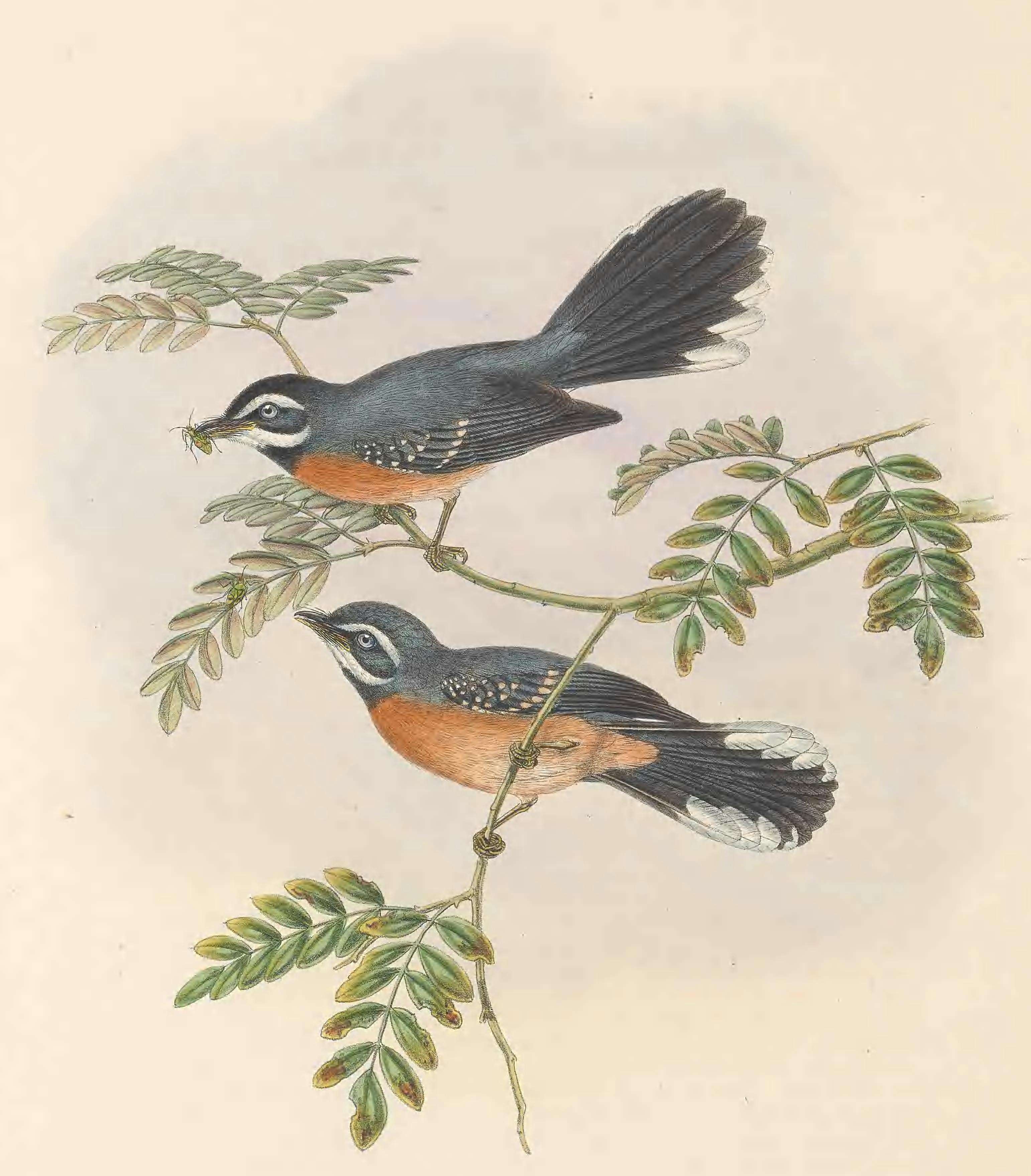 Image of Chestnut-bellied Fantail