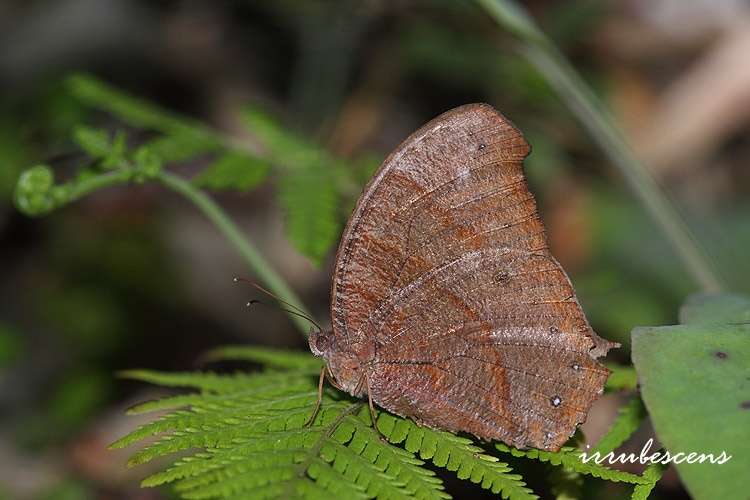 Imagem de <i>Melanitis phedima polishana</i>