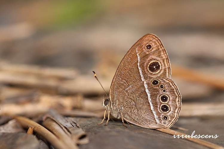 Imagem de Mycalesis sangaica Butler 1877