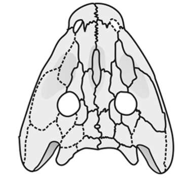 Image of Eryopidae