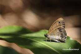 Image de Palaeonympha