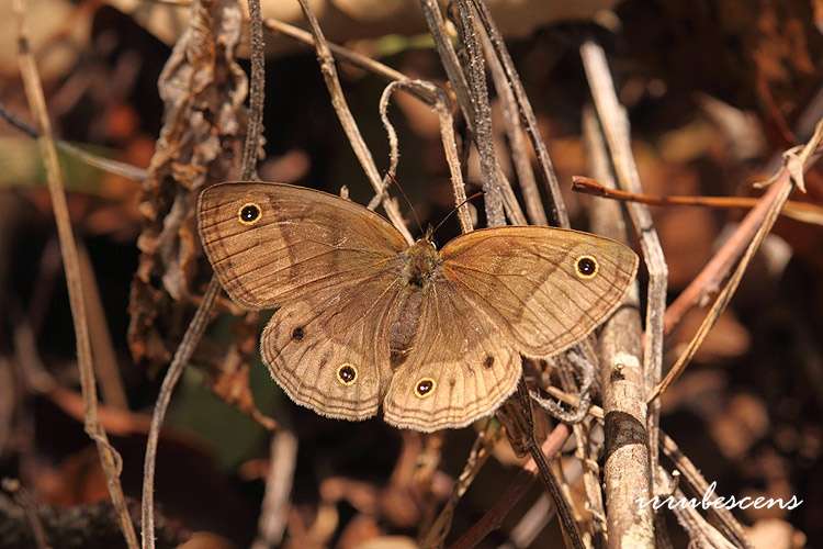 Image de Palaeonympha