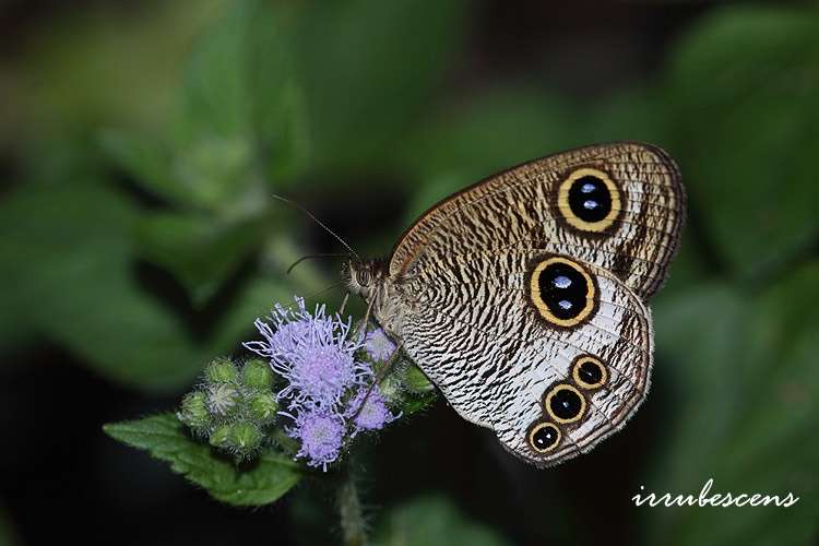 Слика од <i>Ypthima praenubila neobilia</i>