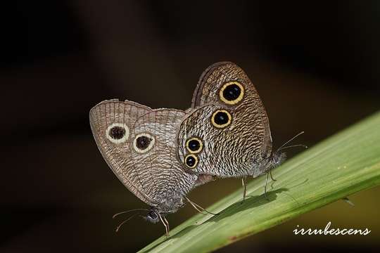 Imagem de Ypthima multistriata Butler 1883