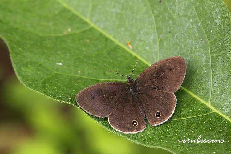 Слика од Ypthima multistriata Butler 1883