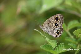 Слика од <i>Ypthima esakii wangi</i>