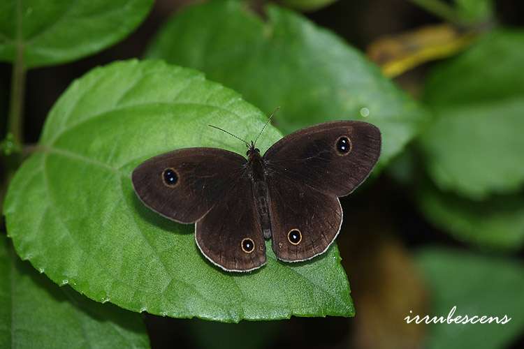 Слика од <i>Ypthima esakii wangi</i>