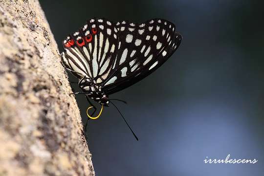 Image de Hestina assimilis Linnaeus 1758