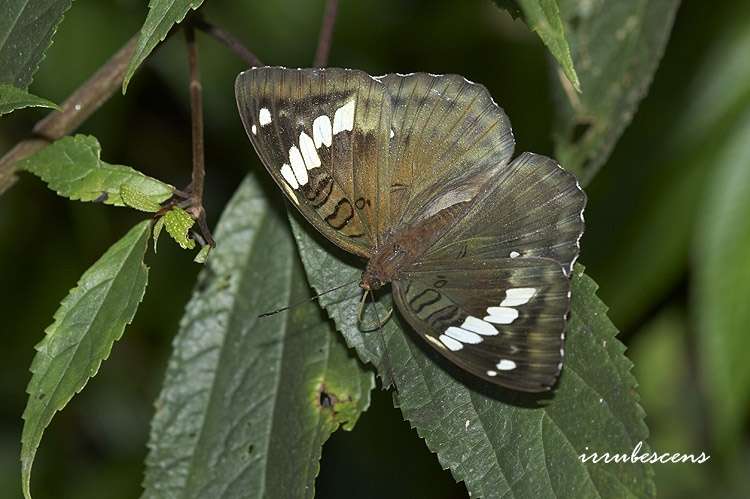 Imagem de Euthalia kosempona Fruhstorfer 1908