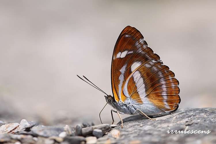 Image of Athyma