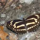 Imagem de Neptis philyra splendens Murayama 1941