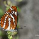 Imagem de Neptis philyra splendens Murayama 1941