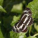 صورة Neptis pryeri jucundita Fruhstorfer 1908