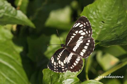 Image of Neptis pryeri Butler 1871