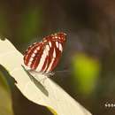 Image of Neptis reducta Fruhstorfer 1908