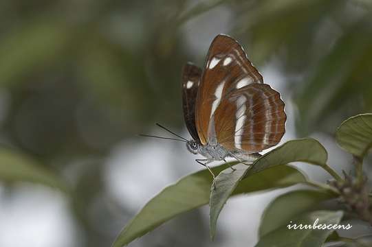 Image of Neptis taiwana Fruhstorfer 1908