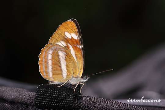 Image of Neptis sylvana Oberthür 1906