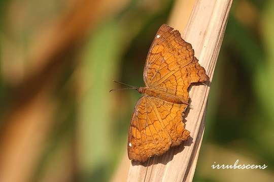 Image de Ariadne ariadne Linnaeus 1763