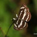 Image of Neptis hylas luculenta Fruhstorfer 1907