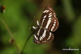 Image of Neptis hylas Linnaeus 1758