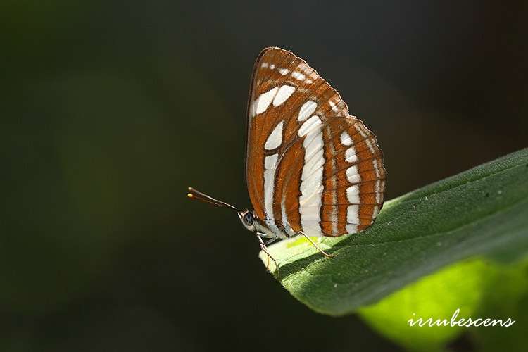 Image de Neptis hylas Linnaeus 1758