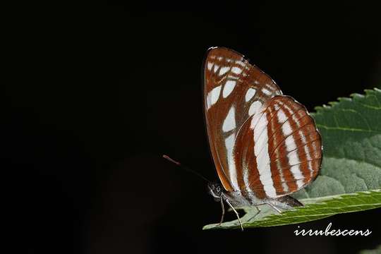 <i>Neptis soma tayalina</i> resmi