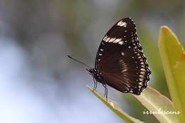 Image de Hypolimnas bolina Linnaeus 1758