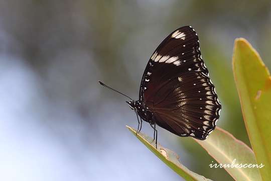 Слика од Hypolimnas bolina Linnaeus 1758