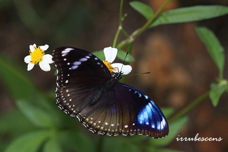 Image de Hypolimnas bolina Linnaeus 1758