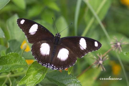 Image of Diadems & Eggflies