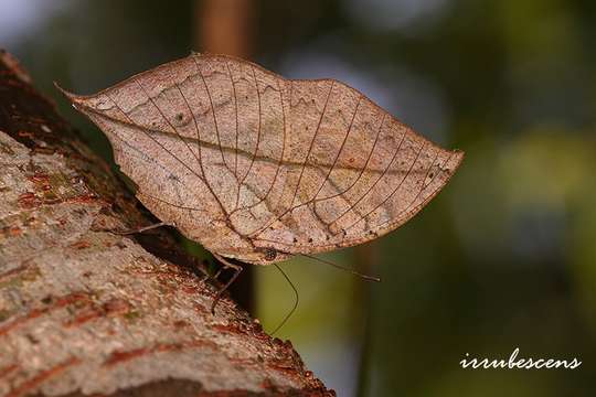 Image of Oakleaves