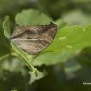 Image of <i>Yoma sabina podium</i>