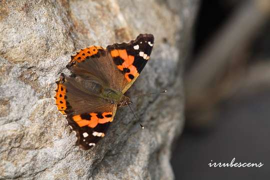 Image of Ladies and Red Admiral