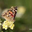 Image of <i>Vanessa cardui</i>