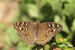 Image of Junonia lemonias Linnaeus 1758