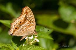 Image of Junonia lemonias Linnaeus 1758