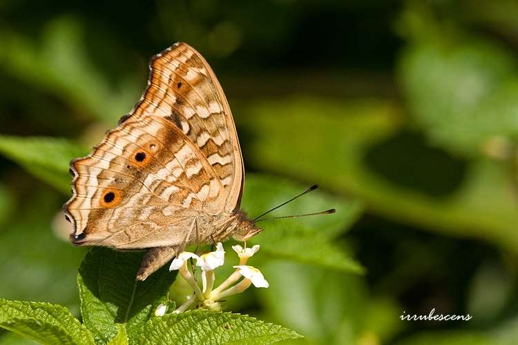 Imagem de Junonia lemonias Linnaeus 1758