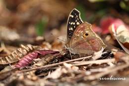 Image of Junonia lemonias Linnaeus 1758