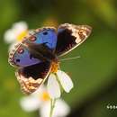 Image of Blue pansy