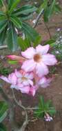 Image of Desert Rose