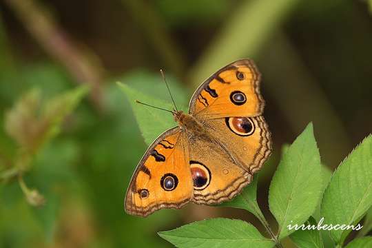 Image de Junonia